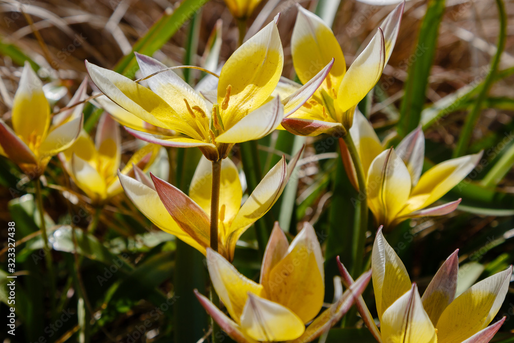 Obraz premium Tulipa tarda in spring garden. Yellow flower of tulipa. Floral background