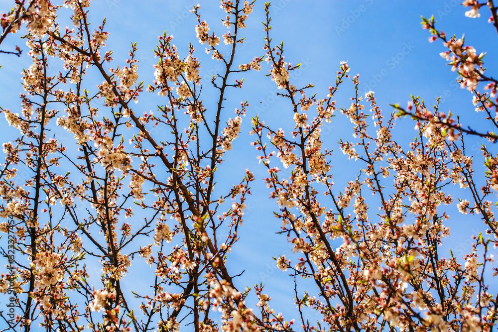 apricot branch blossoming in white flowers against the sky apricot branch blossoming in white flowers against the sky