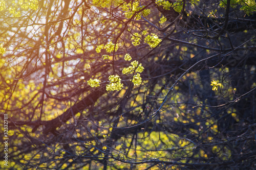 first spring maple leaves, buds and branches on blurred background