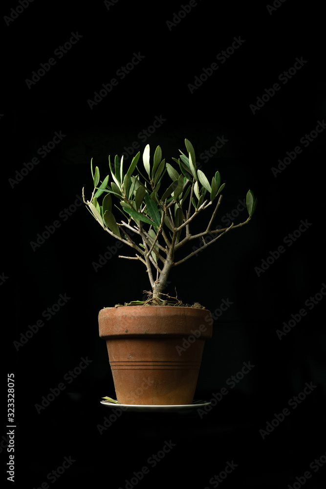 Olive tree plant in pot isolated on black background Olive tree plant in pot isolated on black background