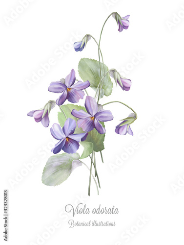 Botanical watercolor drawing of violets photo