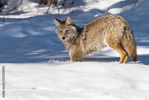 Coyote in Snow in Jasper Canada  © Harry Collins
