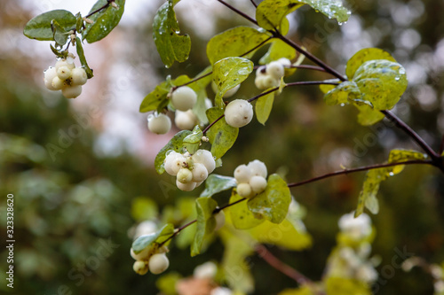 The Fruits of the snow berries (symphoricarpos albus) in the autumn garden