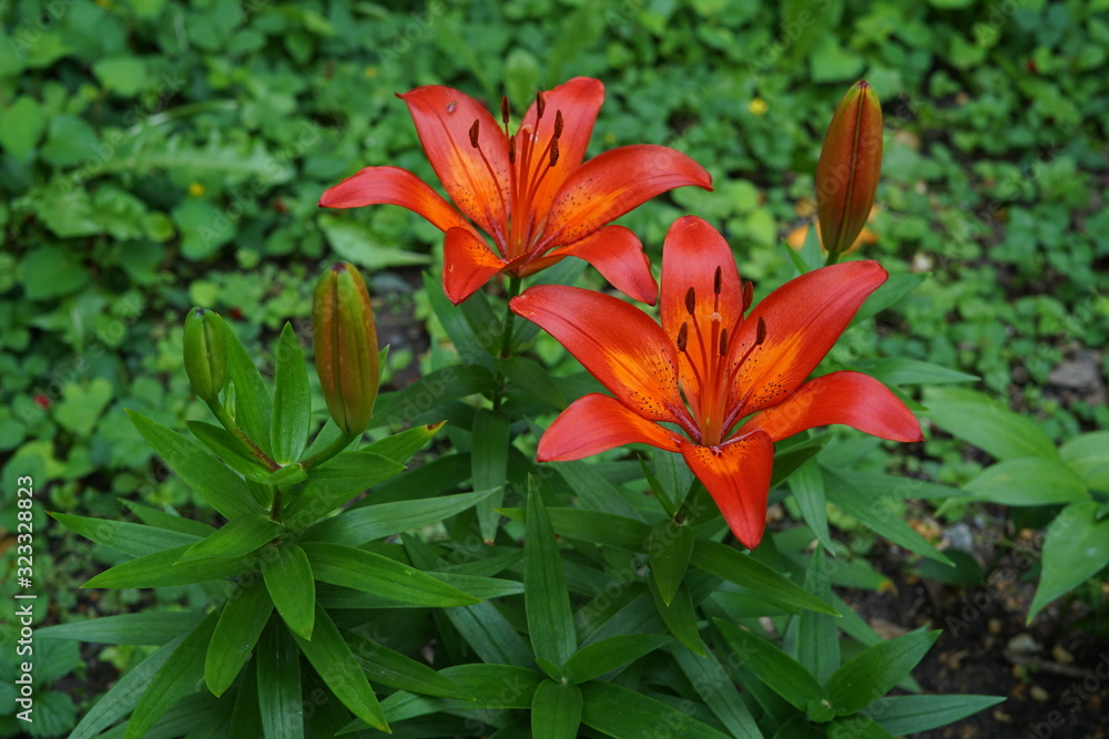 orange lily in the garden orange lily in the garden
