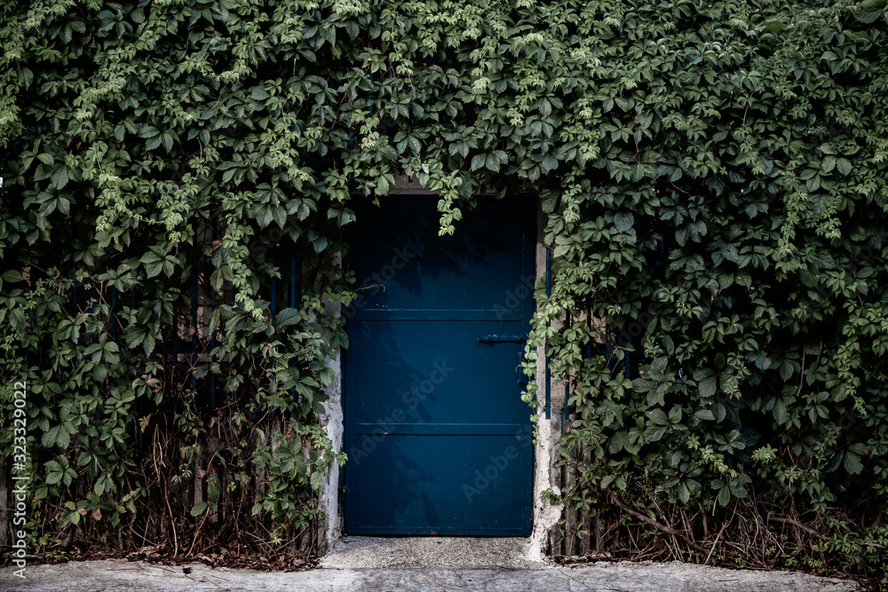 A blue door covered with tropical vines A blue door covered with tropical vines
