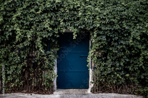 A blue door covered with tropical vines