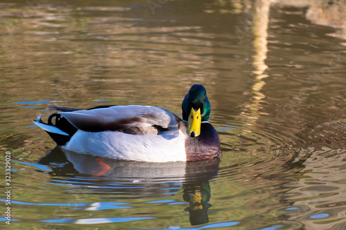  Pato-Real Anas Platyrhynchos photo