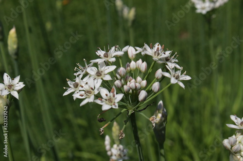 "Oriental Garlic" flowers (or Garlic Chives, Asian Chives, Chinese Chives, Chinese Leek) in St. Gallen, Switzerland. Its Latin name is Allium Tuberosum, native to China, India and Japan.