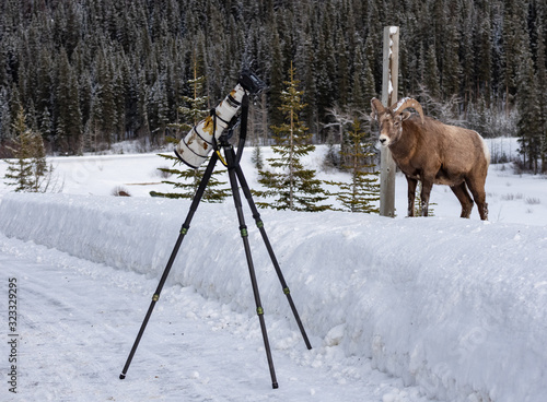 Fototapeta Naklejka Na Ścianę i Meble -  Bighorn sheep and a wildlife photography camera in Jasper Canada 