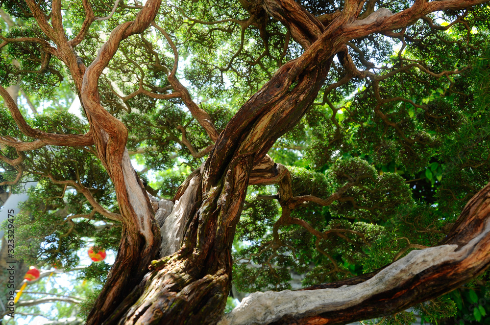 Bonsai tree display for public during Royal Floria Putrajaya 2016 in Putrajaya, Malaysia. Bonsai tree display for public during Royal Floria Putrajaya 2016 in Putrajaya, Malaysia.