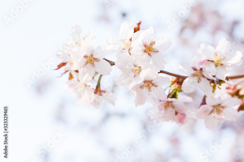Cherry Blossom or Sakura flower on nature background. Spring Floral background