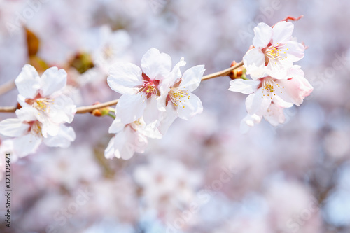 Cherry Blossom or Sakura flower on nature background. Spring Floral background
