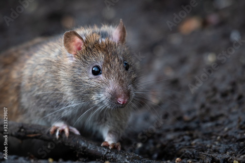 Wild Brown Rat (Rattus norvegicus)