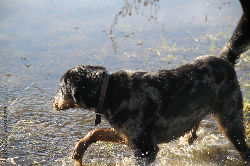 Beauceron dog having fun in puddles in the meadow Beauceron dog having fun in puddles in the meadow