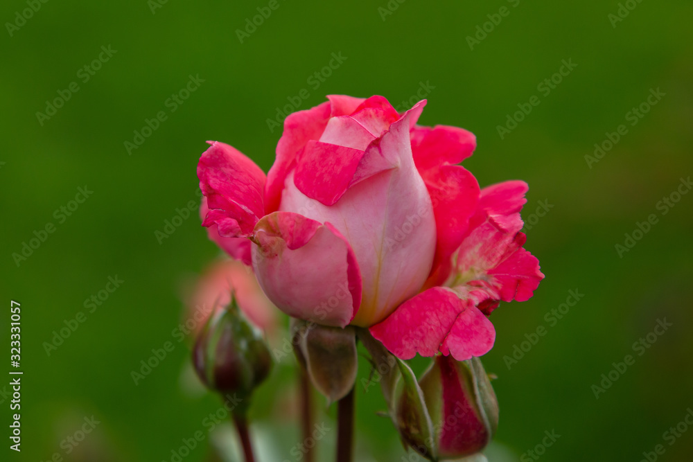 Beautiful roses close up in the garden on a natural background Beautiful roses close up in the garden on a natural background