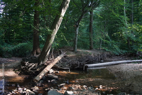 stream in the forest