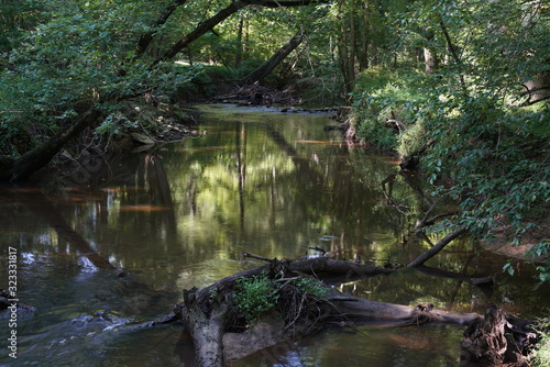 river in the forest