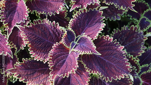 Fotografía purple and green coleus