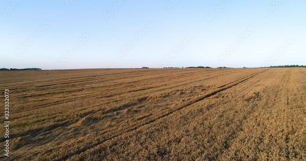 Flying Over Wheat Field Agriculture Flying Over Wheat Field Agriculture