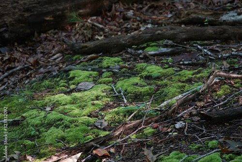 moss in forest