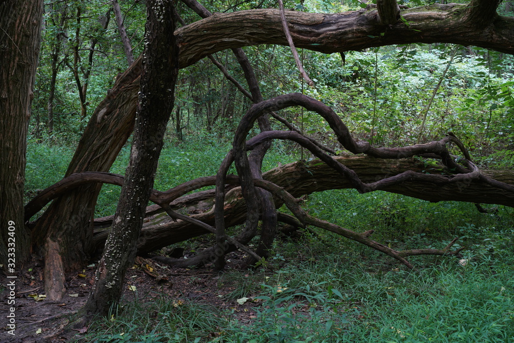 old tree in the forest