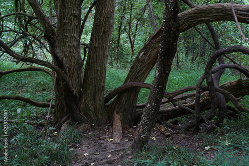 tree in the forest