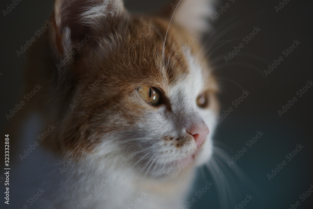 Lovely ginger white kitten face portrait closeup