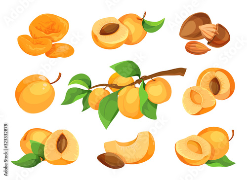 Apricot vector icon set. Fresh apricot icons, isolated on white background. Elements for label.