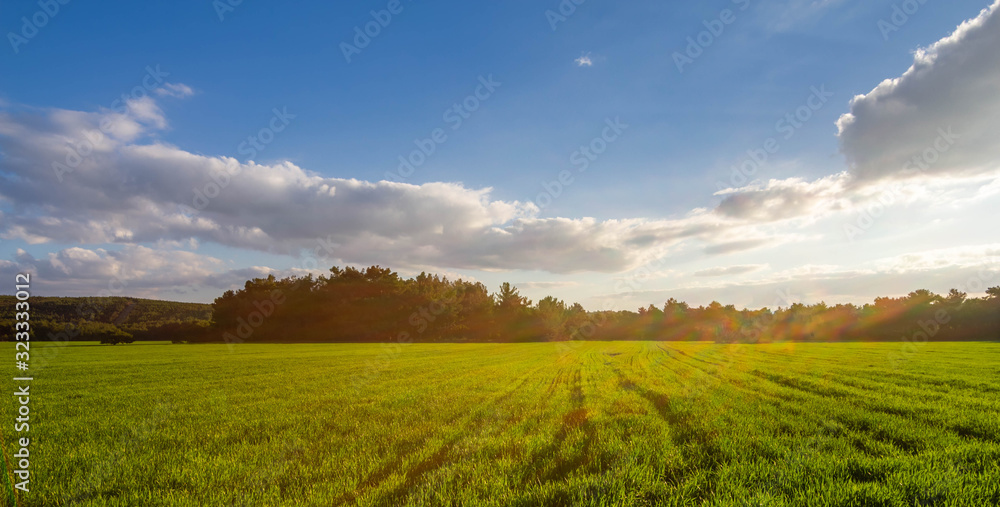 A corn field in spring with beatiful light HDR stock photo. Field crops with sunshine and warm tones. Grass field at morning.