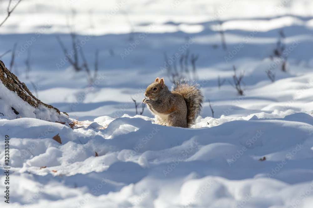 Squirrel. Eastern gray squirrel in winter, natural scene from Wisconsin state park. Squirrel. Eastern gray squirrel in winter, natural scene from Wisconsin state park.