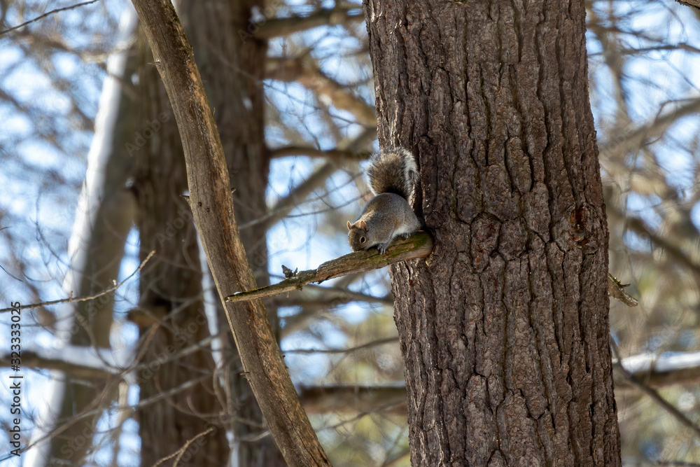 Squirrel. Eastern gray squirrel in winter, natural scene from Wisconsin state park. Squirrel. Eastern gray squirrel in winter, natural scene from Wisconsin state park.