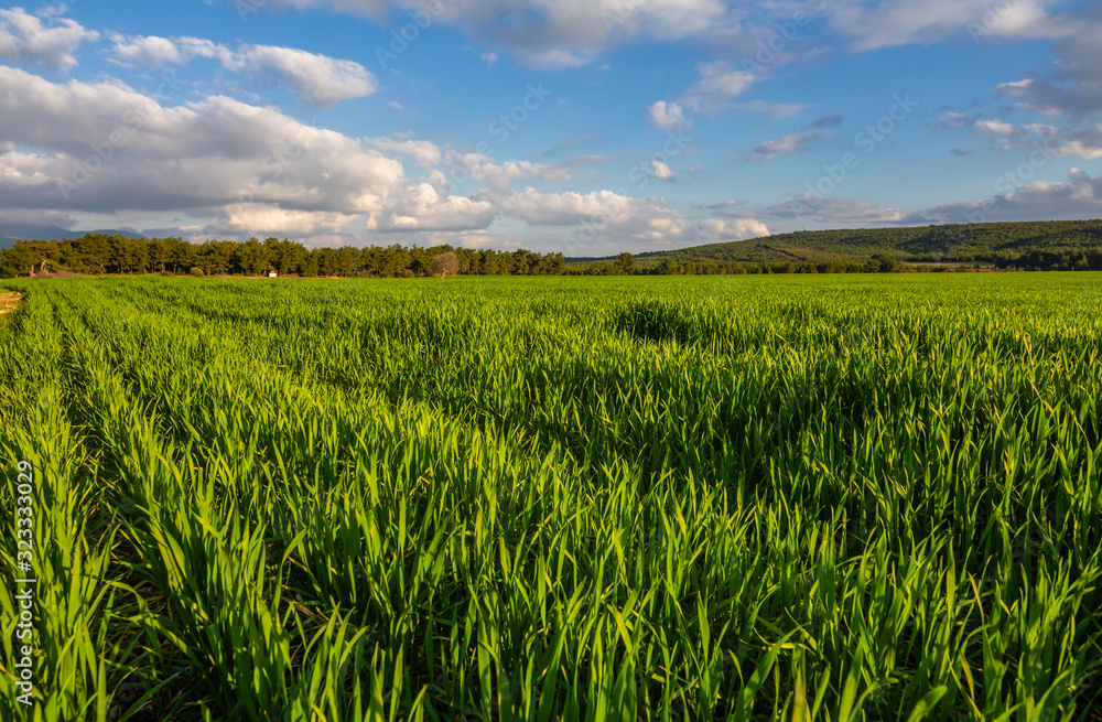 A corn field in spring with beatiful light HDR stock photo. Field crops with sunshine and warm tones. Grass field at morning. A corn field in spring with beatiful light HDR stock photo. Field crops with sunshine and warm tones. Grass field at morning.