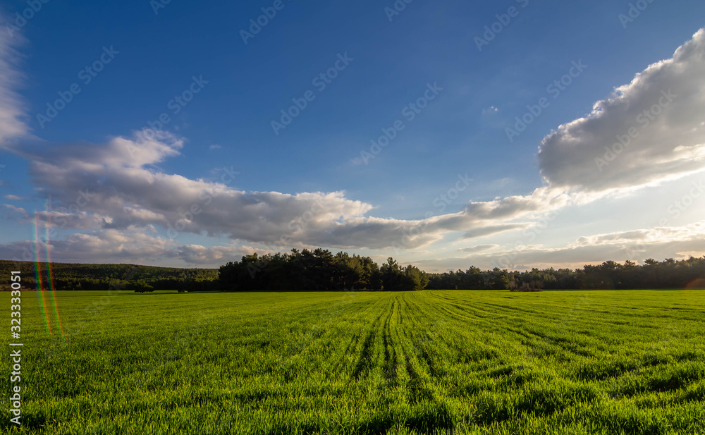 A corn field in spring with beatiful light HDR stock photo. Field crops with sunshine and warm tones. Grass field at morning. A corn field in spring with beatiful light HDR stock photo. Field crops with sunshine and warm tones. Grass field at morning.