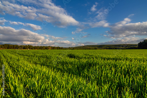 A corn field in spring with beatiful light HDR stock photo. Field crops with sunshine and warm tones. Grass field at morning.