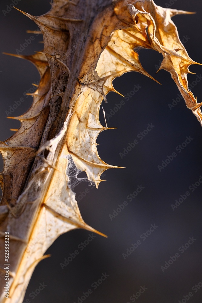 Fragment of a dry winter flower illuminated by beautiful sunlight. Macro photography. Vertical frame Fragment of a dry winter flower illuminated by beautiful sunlight. Macro photography. Vertical frame
