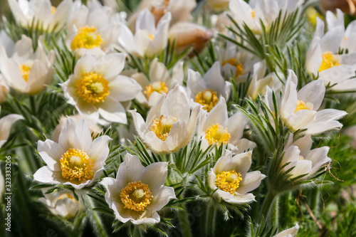 Obraz na plátně Pulsatilla patens common names include Eastern pasqueflower, prairie crocus, and cutleaf anemone in spring garden