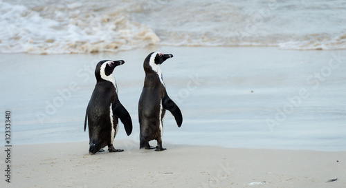 Two African Penguins at Boulders Beach, South Africa