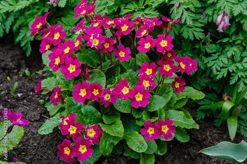 Primrose Primula Vulgaris. Country Garden Primula Flowers