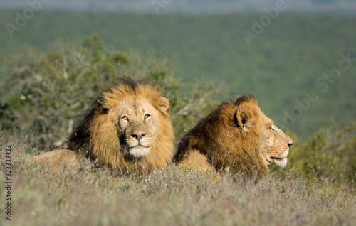 Two male lions resting