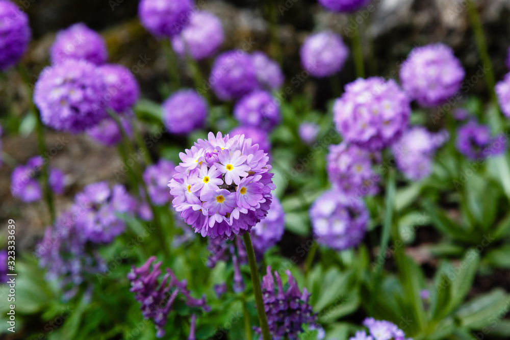 Obraz premium Primula denticulata on the Alpine hill. Primroses in the spring garden. Violet flowers in the garden.