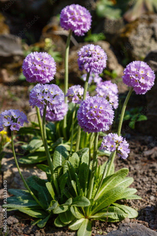 Obraz premium Primula denticulata on the Alpine hill. Primroses in the spring garden. Violet flowers in the garden.