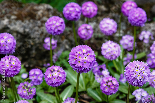 Primula denticulata on the Alpine hill. Primroses in the spring garden. Violet flowers in the garden. © Flower_Garden
