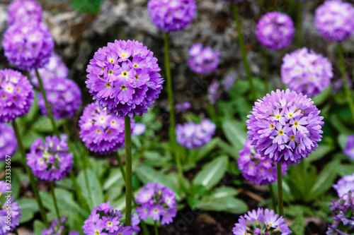 Primula denticulata on the Alpine hill. Primroses in the spring garden. Violet flowers in the garden.