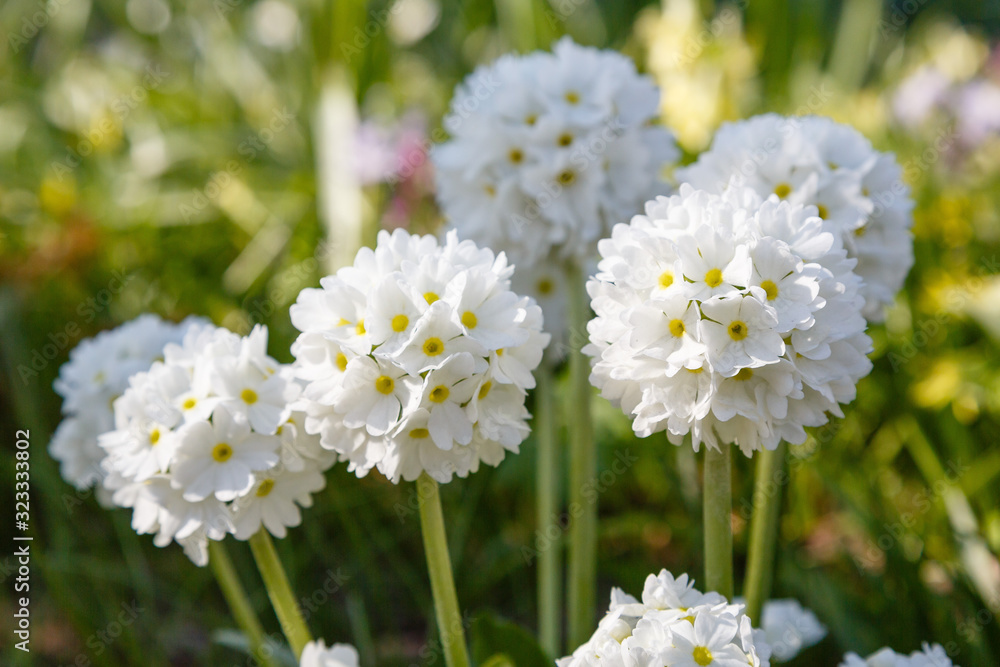 Obraz premium White flower Primula denticulata (drumstick primrose) in spring garden