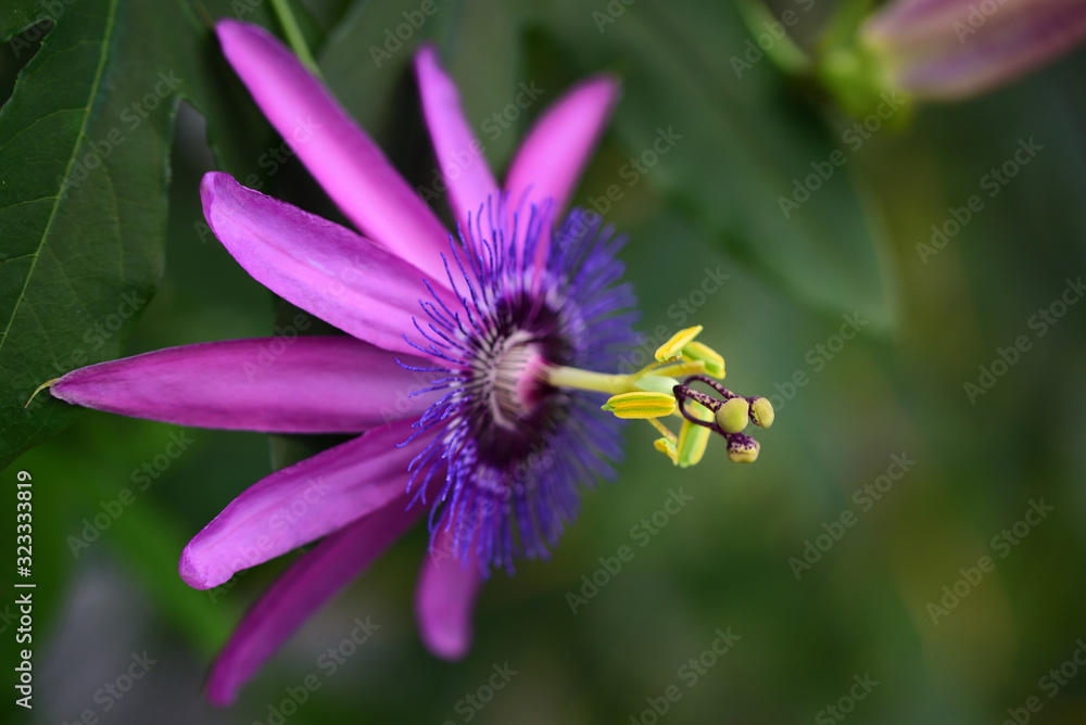 Close-up of the colorful blossom of a magnificent passion flower with pink petals against a green background Close-up of the colorful blossom of a magnificent passion flower with pink petals against a green background