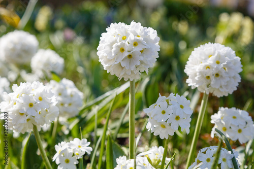 White flower Primula denticulata  drumstick primrose  in spring garden