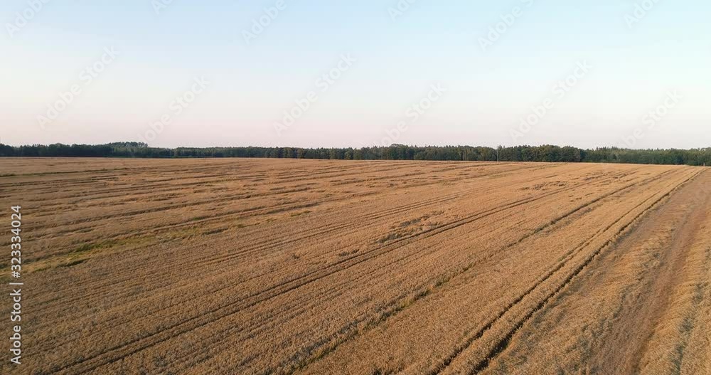 Flying Over Wheat Field Agriculture Flying Over Wheat Field Agriculture
