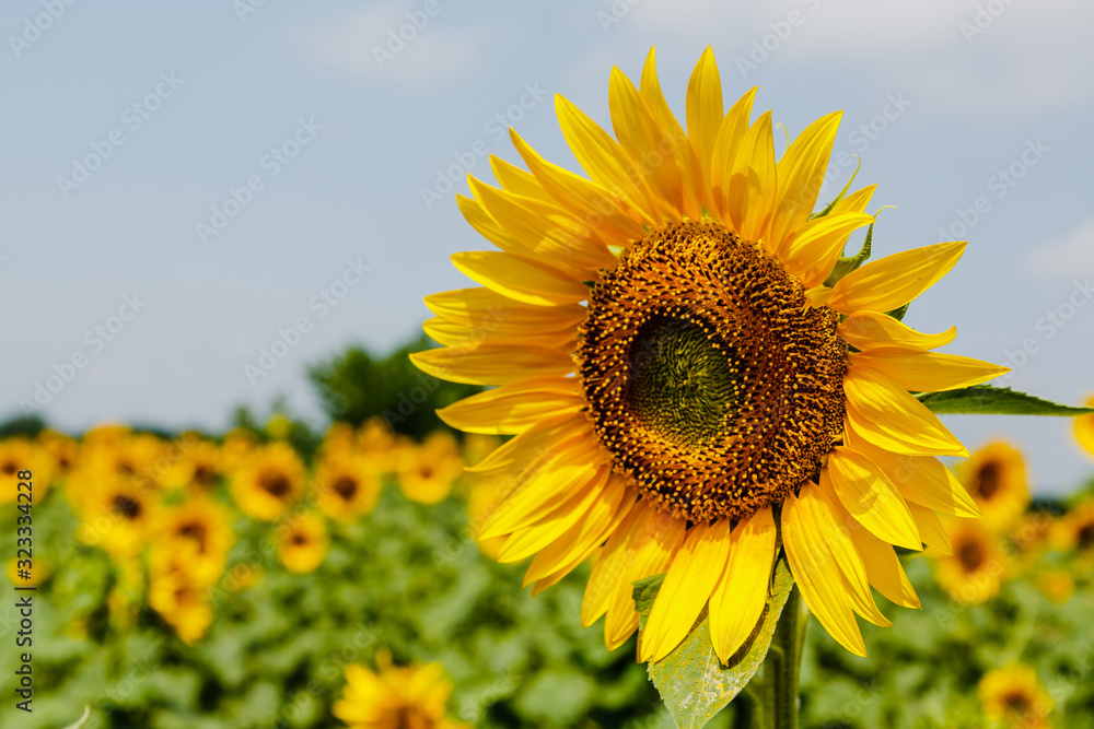 Sunflower natural background. Sunflower blooming. F Sunflower natural background. Sunflower blooming. F