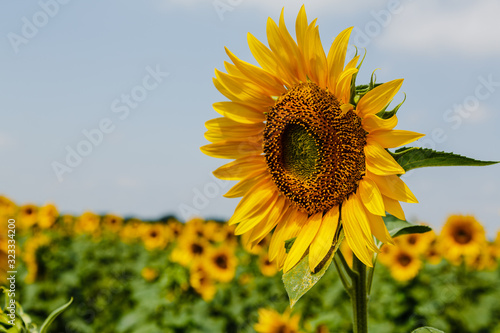 Sunflower natural background. Sunflower blooming. F