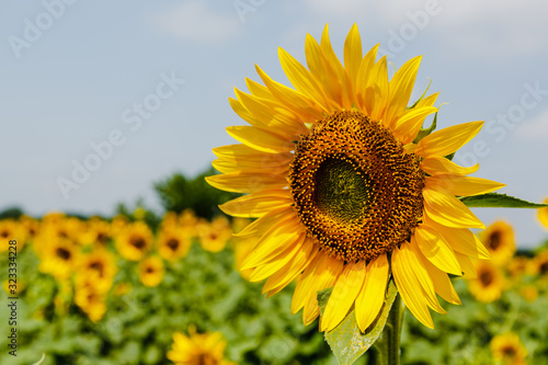 Sunflower natural background. Sunflower blooming. F